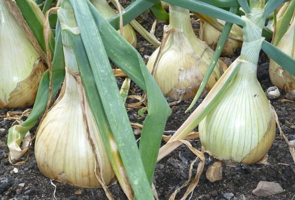 Allotment Gardening